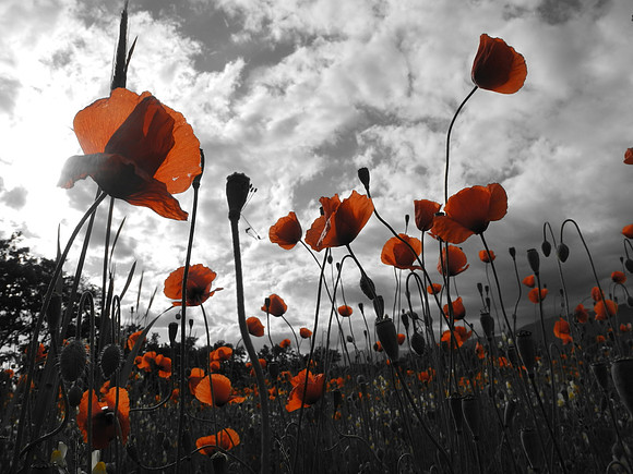 Weeds Appreciation Day